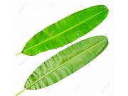 HOJA DE PLATANO